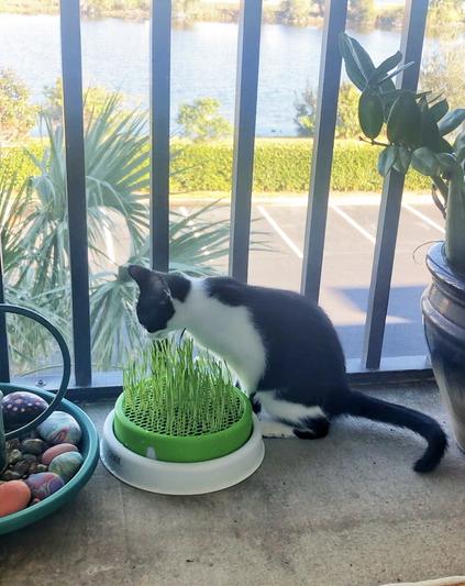 They eat healthy wheatgrass every day