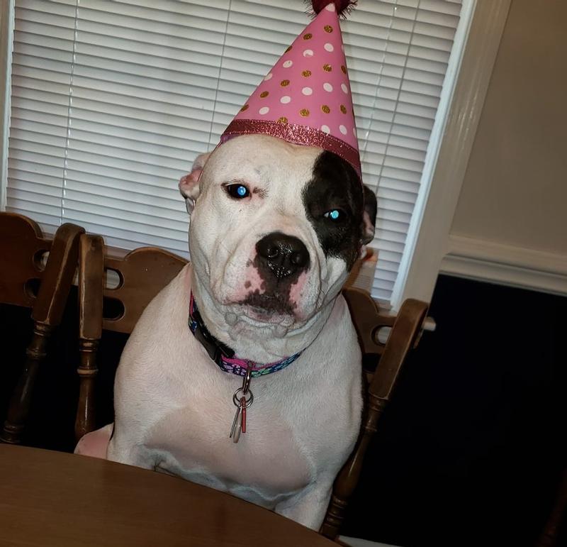 Celebrating Gotcha Day