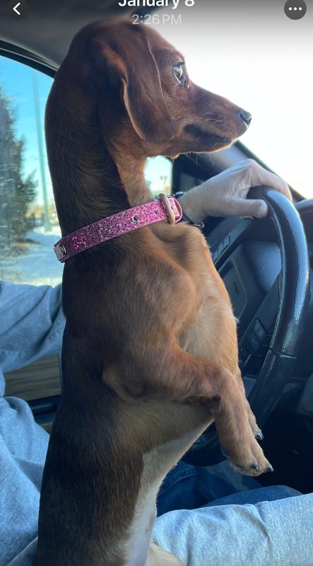 Standing at attention.