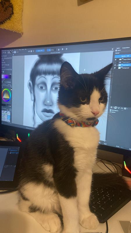 Our cat wearing the collar.