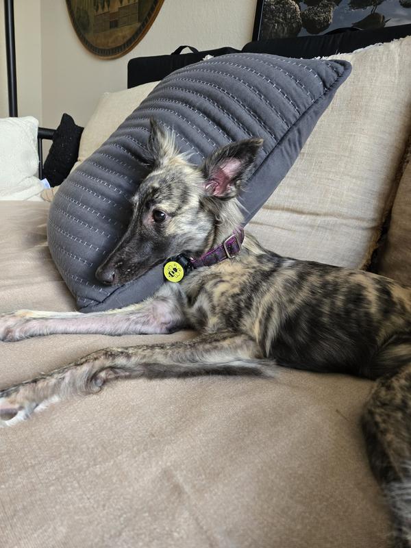 My puppy Joy with her special dog tag