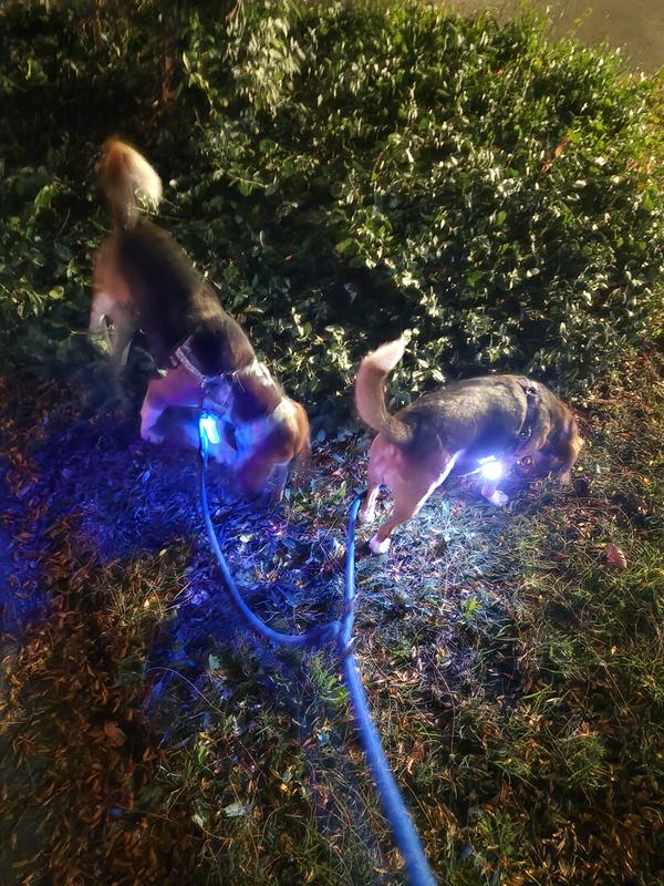 Two dogs are walking on a double headed leash in the dark