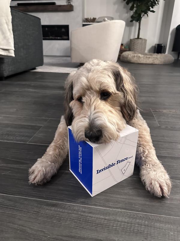 Excited for his new collar!