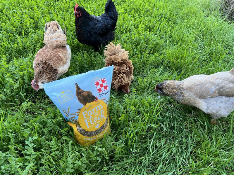 Enjoying their treat!