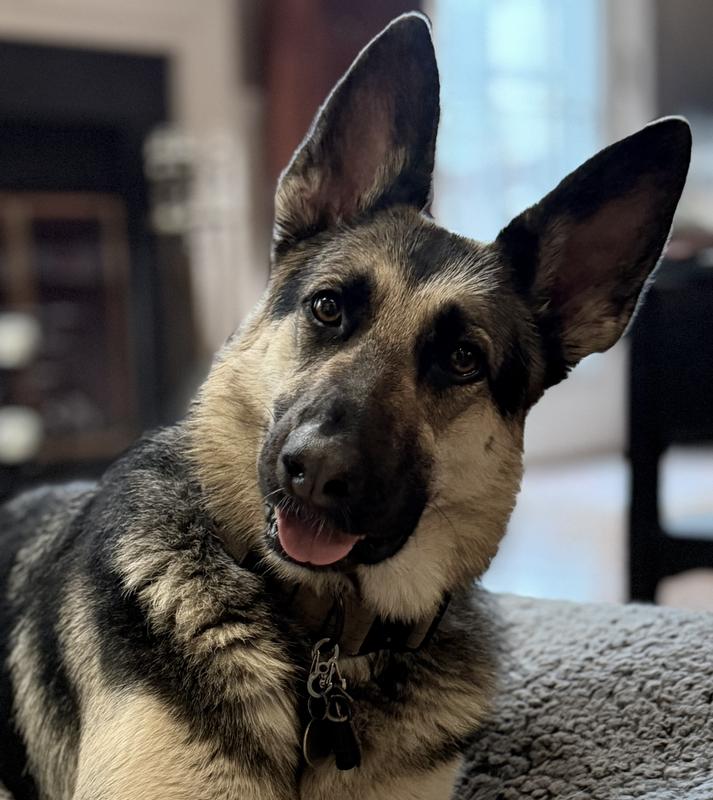 Here's my pup