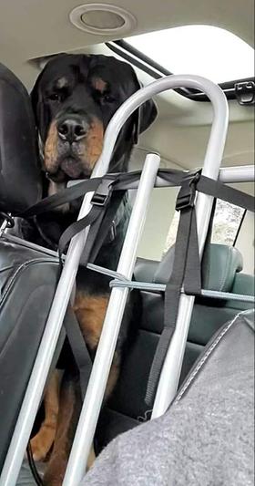 Ford flex 2024 dog barrier