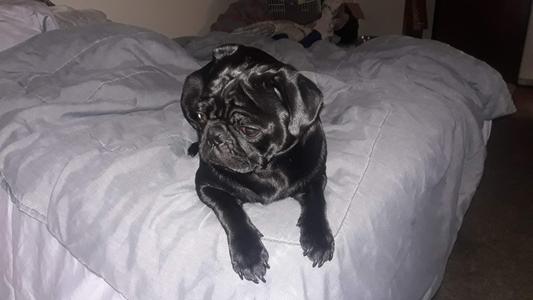 He is a pretty pug