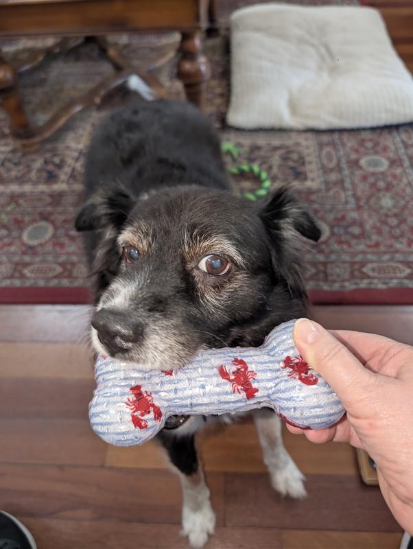 Spirit readily accepting the toy