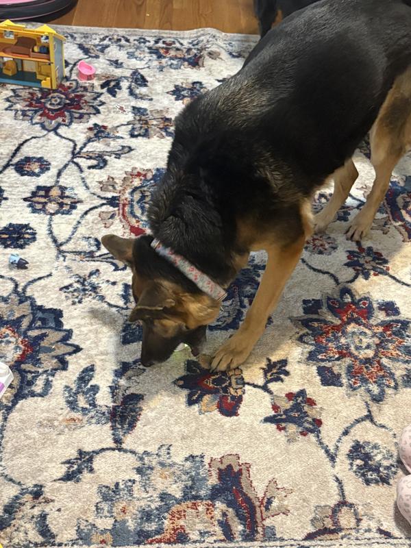 Interacting with All For Paws Ball