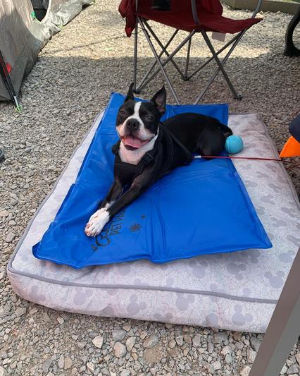 The 11 Best Cooling Pads for Dogs of 2024