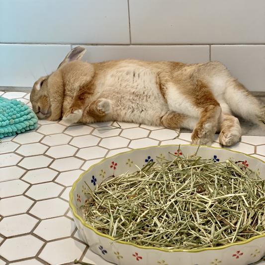 Post-snack food coma/happy, full-belly bunny!