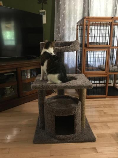 FRISCO 37-in Real Carpet Cat Tree with Condo, Grey - Chewy.com