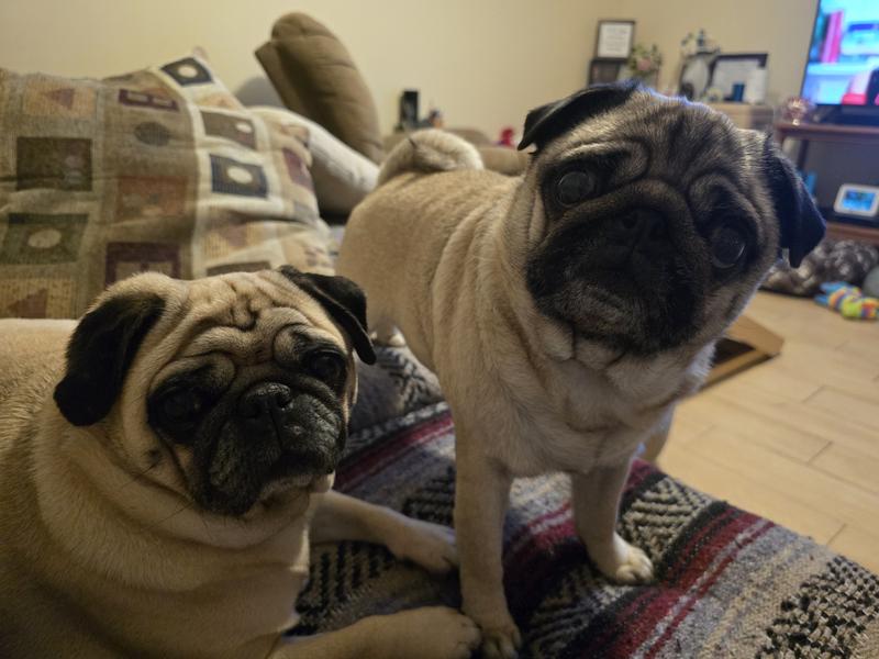 My fosters and the one on the right is the picky eater.