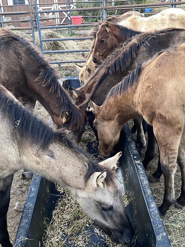 Foals at the feed trough