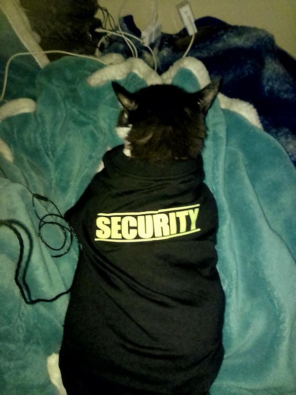 Security discount cat hoodie