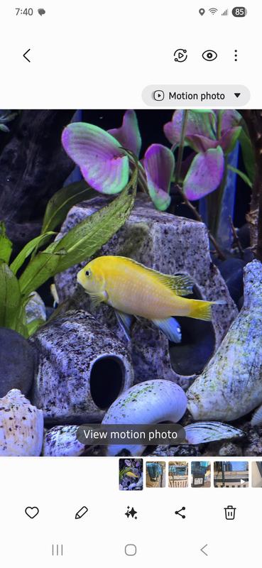 Yellow Cichilds LOVE BUG BITES