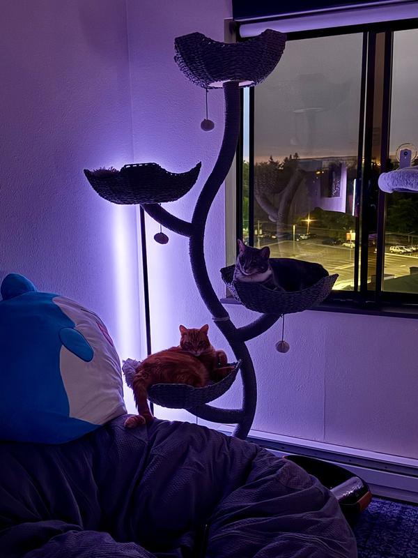 They even prefer sleeping in this tree at night!