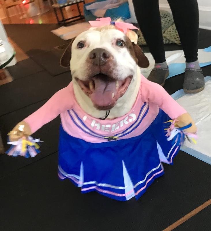 She is paralyzed in the back legs so she is a little shorter than most.