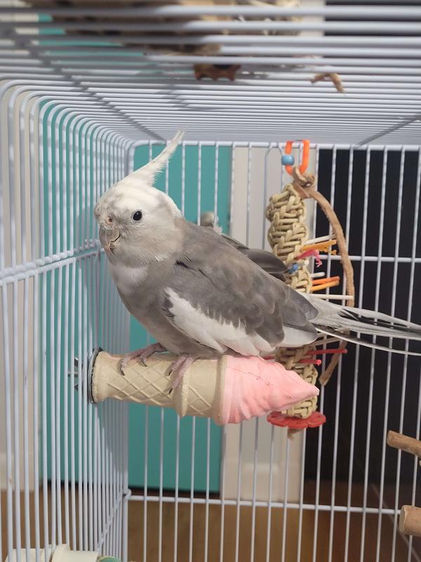 His first time on the ice cream cone