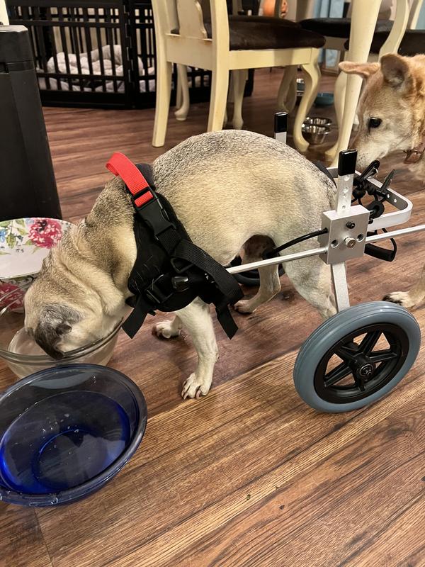 BEST FRIEND MOBILITY Elite Wheelchair, Small Dog, 1517" Tall