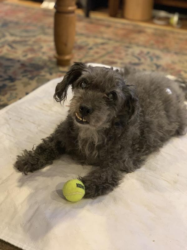 Came back from the hospital and went straight for a squeaky ball