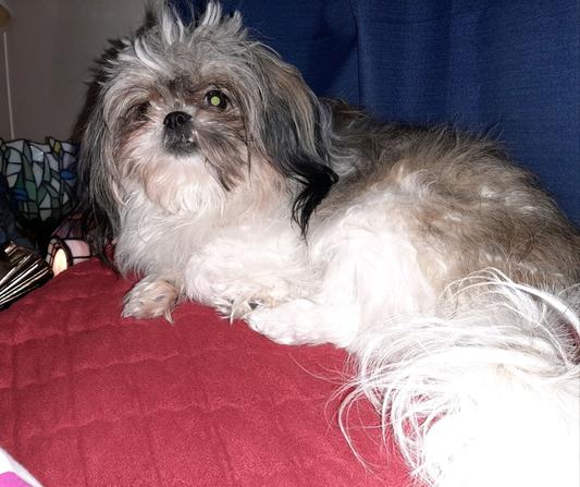Violet-Little Girl-Bossy Baby