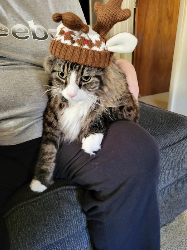 My cat wearing the hat