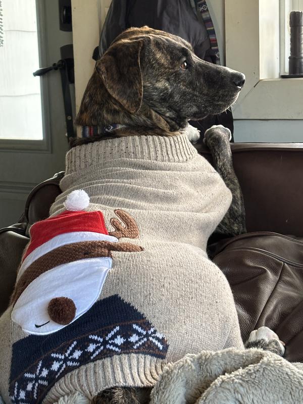 Foster dog all ready for Santa!