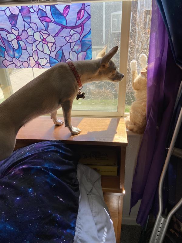 Lucy people watching