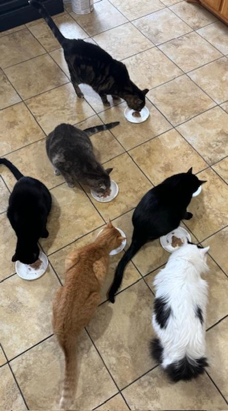 Six of them just gobbling it up.