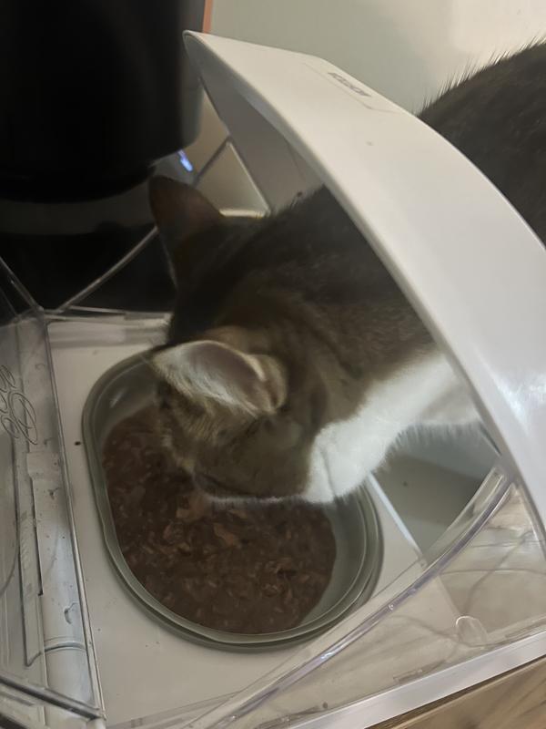 Morticia loving the food!