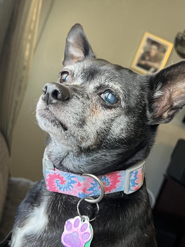Sublime Adjustable Dog Collar