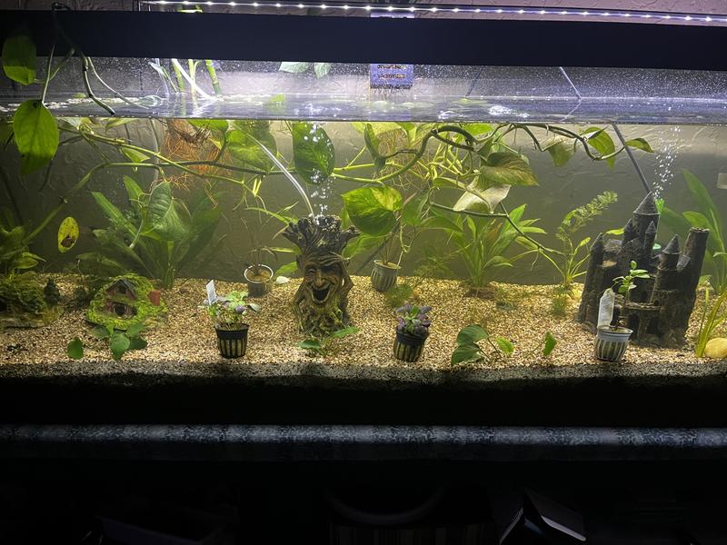 Fish paradise