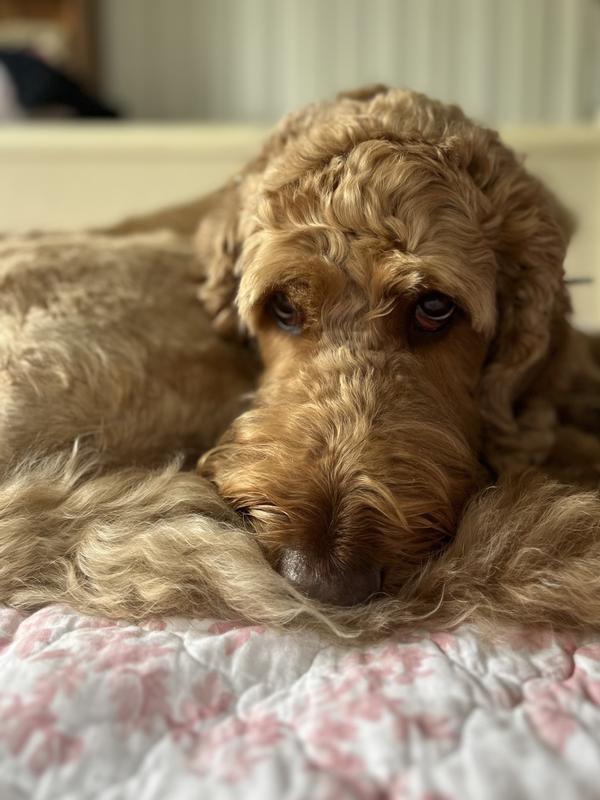 dog ear infection labradoodle ear grooming