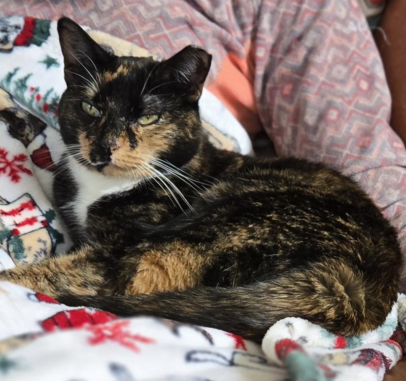 Callie my rescue kitty