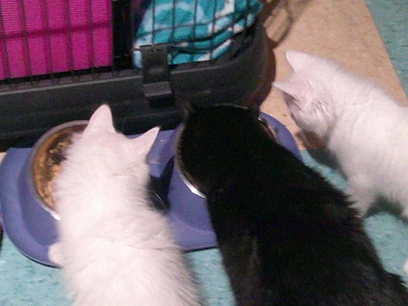 Miss Kitty and Stormy eating duck and tuna with Dillon coming to join them.