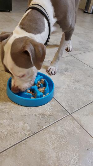 Without the slow feeder, he'd inhale this because he loves it so much