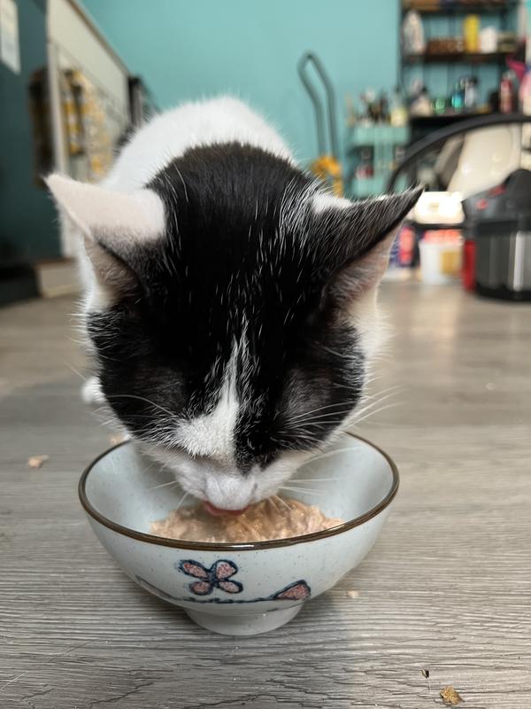 Black and white cat enjoys eating a bowl of Tiki Cat After Dark: Shreds With Rabbit and Chicken Liver in Broth.
