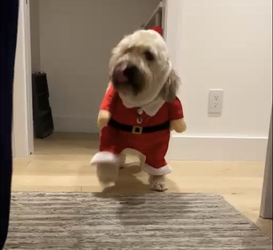 Dog Wearing Santa Pants Has a Hilarious Walk [VIDEO]