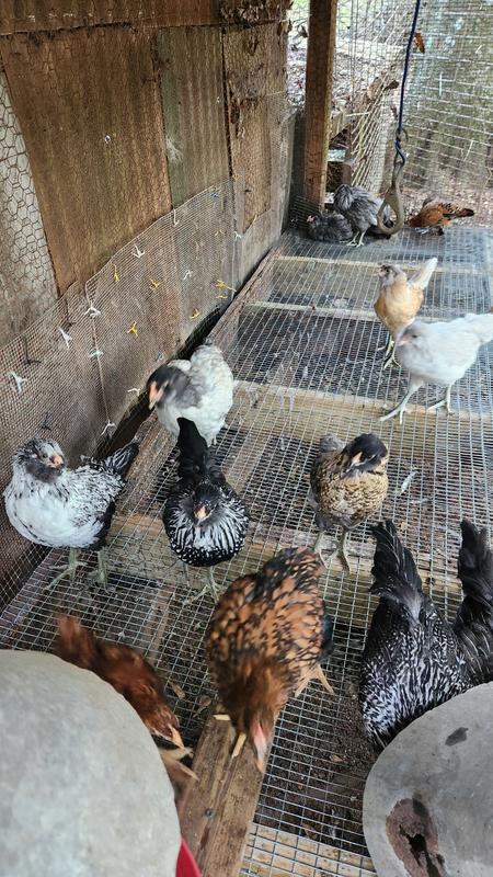 Bantams and full sized chicks at 2.5 months