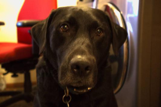 My labra-dork