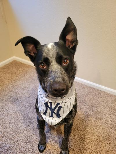 Pets First MLBPA Aaron Judge Reversible Dog Bandana - Licensed, Reversible Pet  Bandana - 2 sided Bandana 