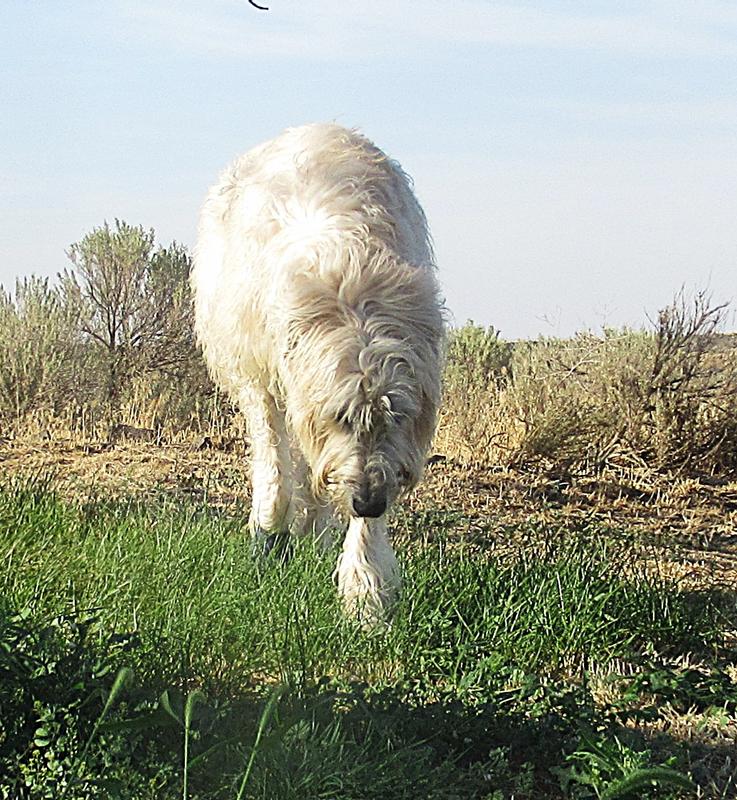 Did I Hear "Lamb Hearts"?
