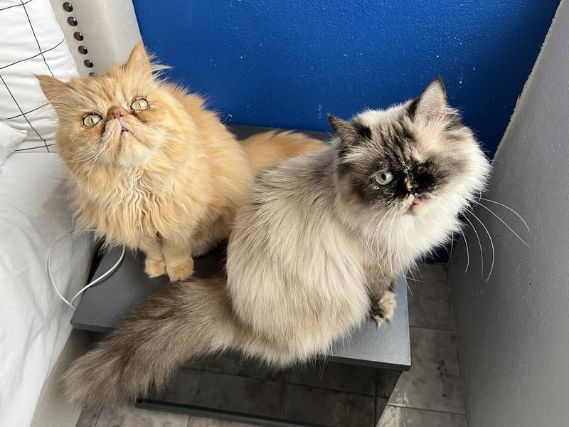 Sadie and Monica are grateful to live bug free :)