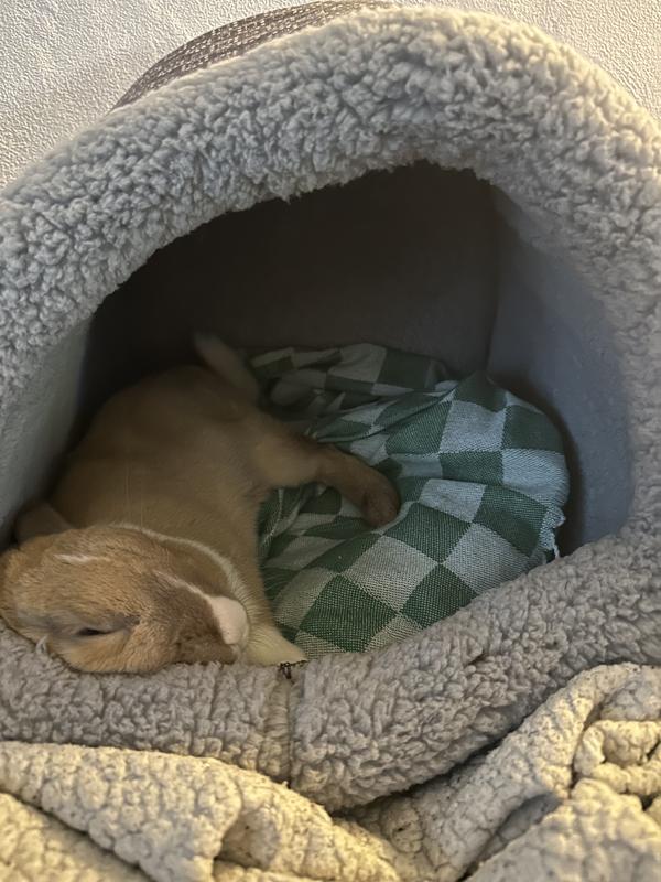 A bunny chilling in the heated bed