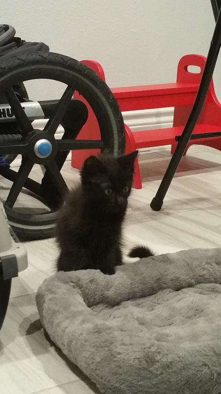 Merlin