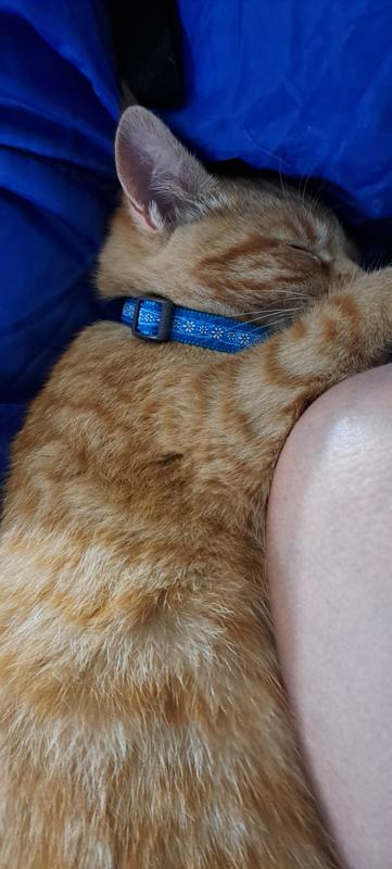 Peaches likes her collar