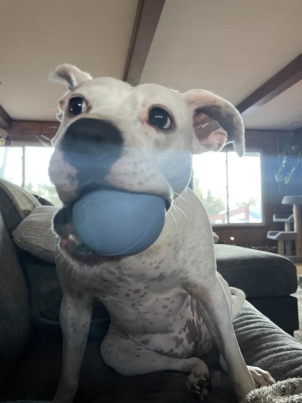 Harry Barker Langlebiges Plüsch-Hundespielzeug Collagen Ball – Mit Quietscher & Knisterfolie, Umweltfreundliche Füllung, Gemischte Texturen