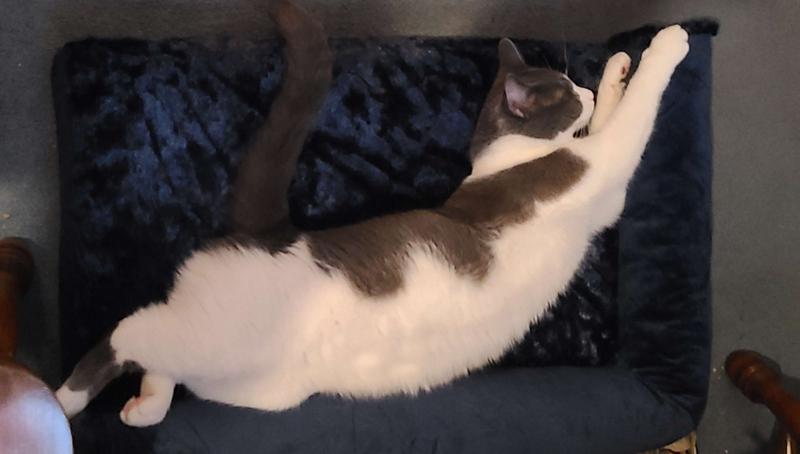 Loki sleeping in his new bed within minutes of giving it to him.