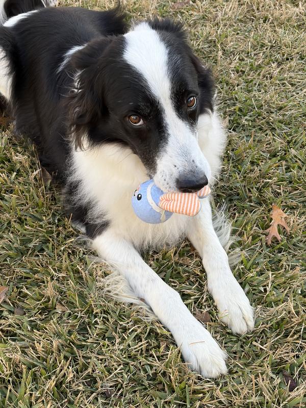 Carson really likes his new toy!